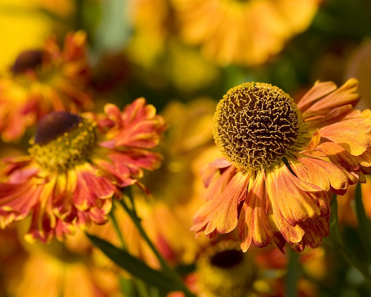 fleurs fond d'écran Widescreen close-up (22) #4 - 1280x1024