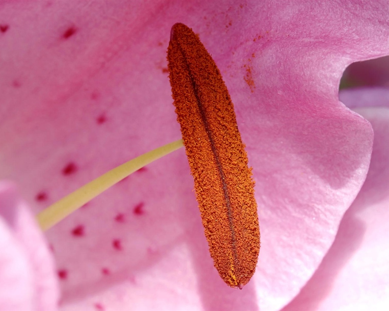 fleurs fond d'écran Widescreen close-up (22) #6 - 1280x1024