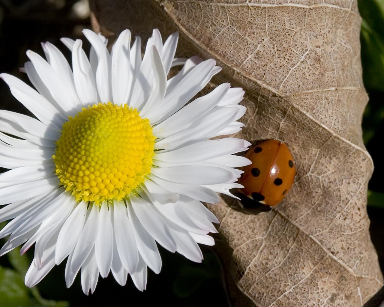 Widescreen-Wallpaper Blumen close-up (22) #7 - 1280x1024