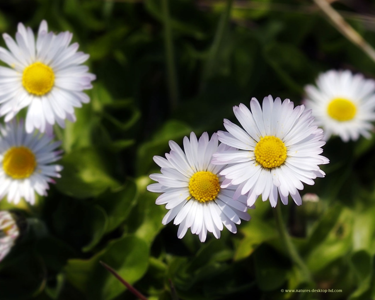 fondos de escritorio de flores con pantalla ancha de cerca (22) #8 - 1280x1024