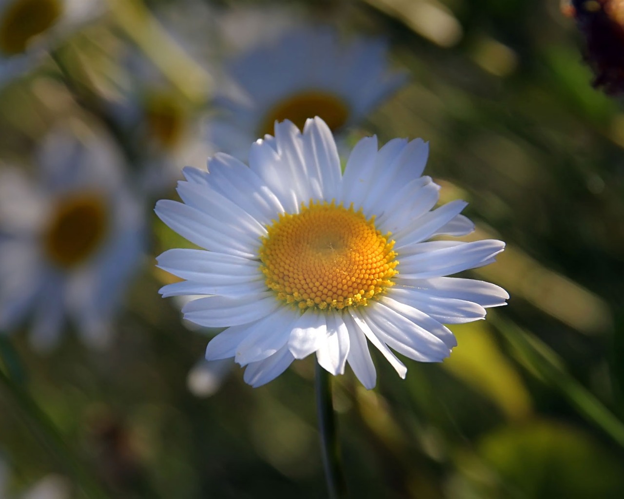 Widescreen-Wallpaper Blumen close-up (22) #9 - 1280x1024