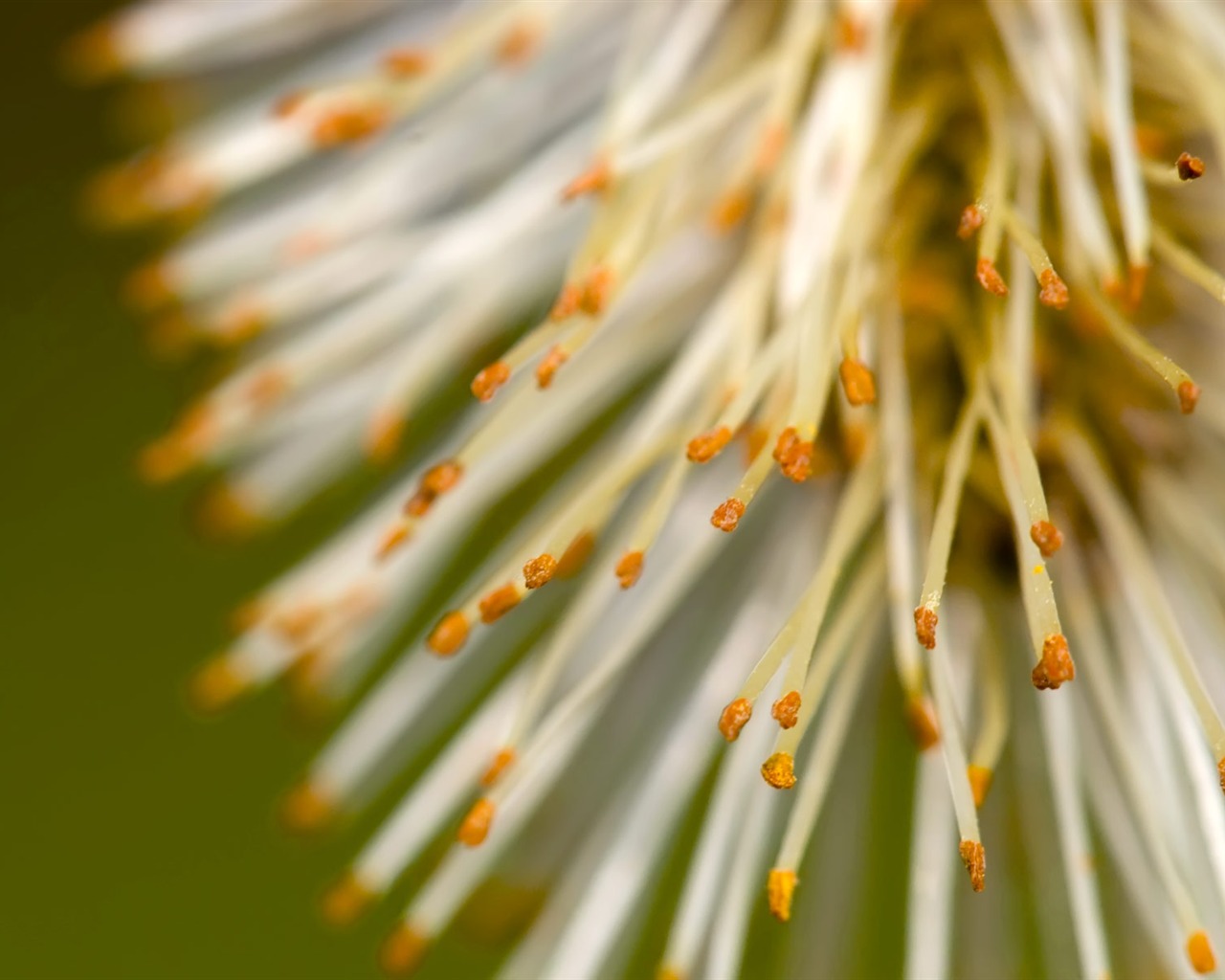 fleurs fond d'écran Widescreen close-up (22) #15 - 1280x1024