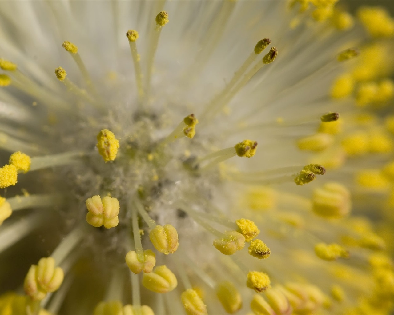 Widescreen wallpaper flowers close-up (22) #17 - 1280x1024