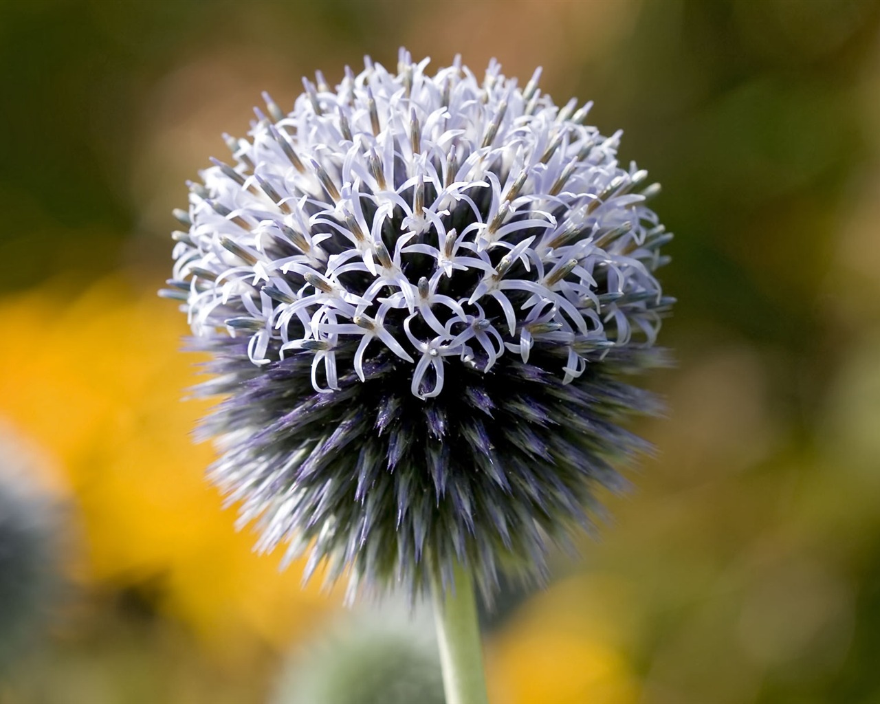 Widescreen-Wallpaper Blumen close-up (22) #19 - 1280x1024