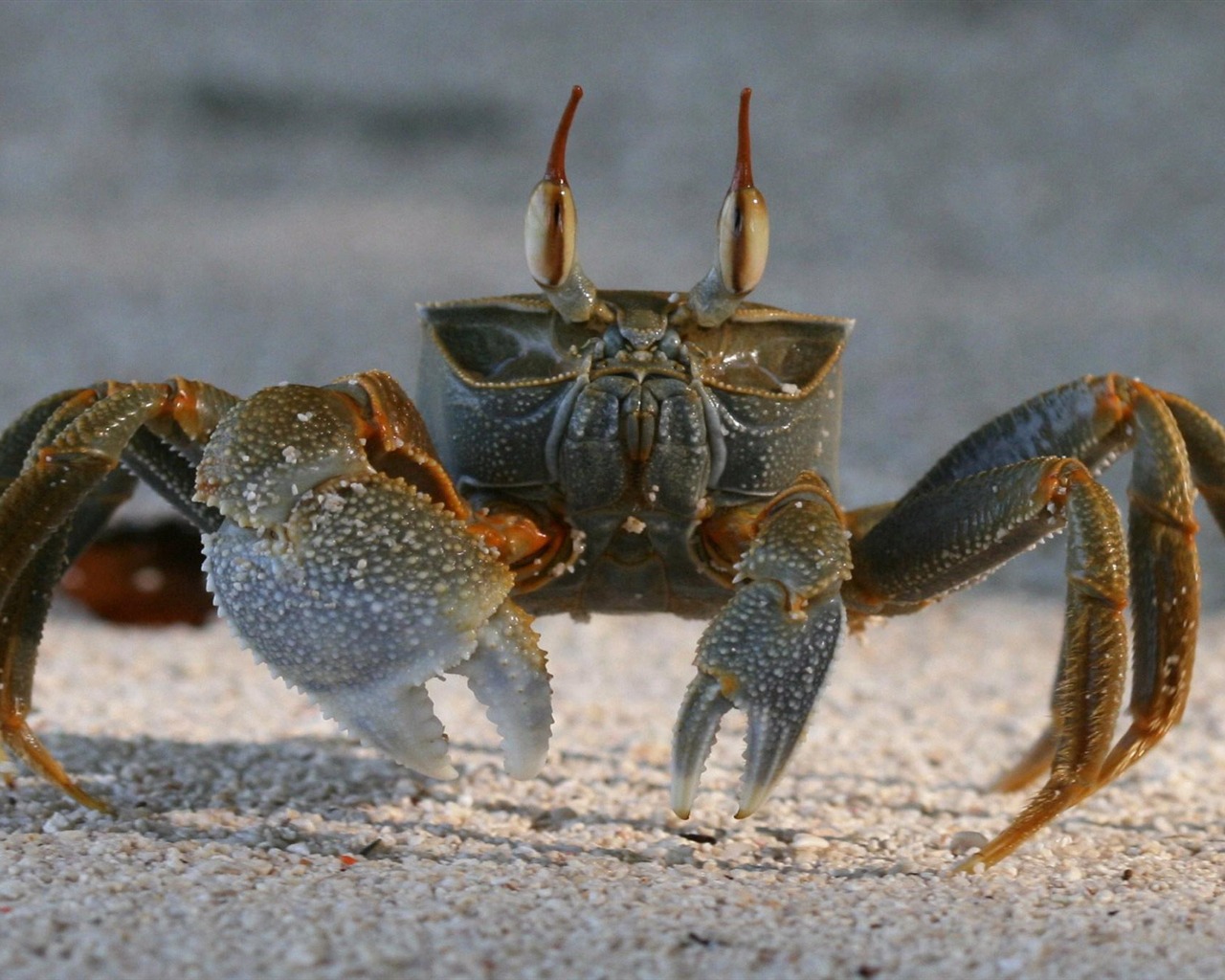 Animal Widescreen Wallpapers Collection (21) #10 - 1280x1024