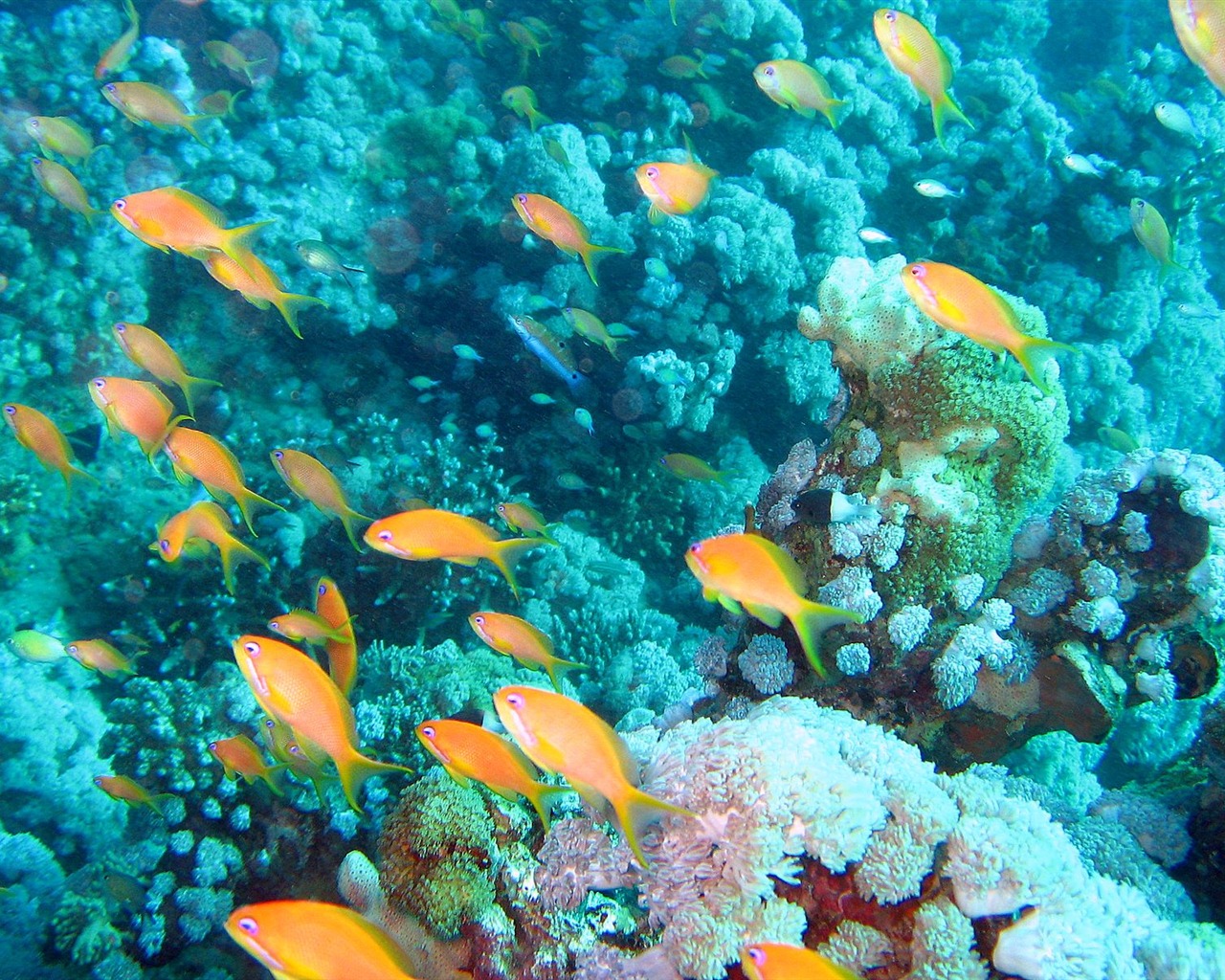 Fun Underwater World (4) #1 - 1280x1024