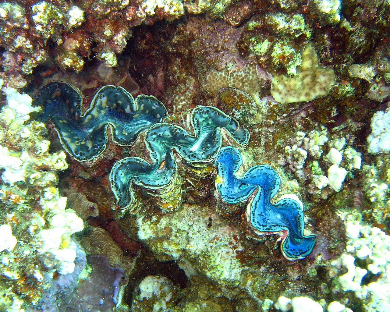 Fun Underwater World (4) #2 - 1280x1024