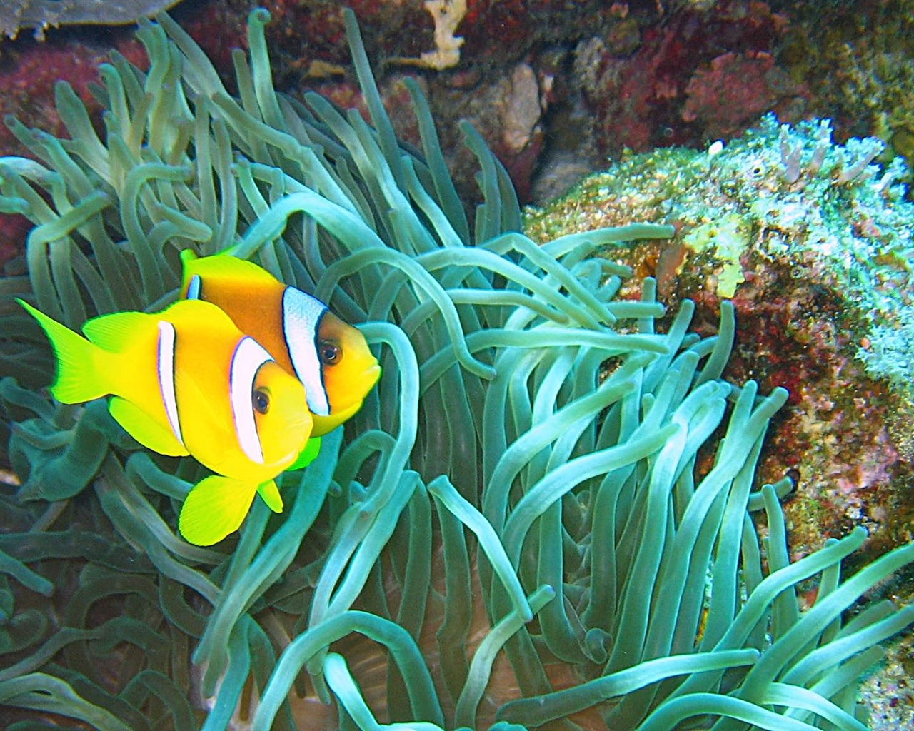Fun Underwater World (4) #3 - 1280x1024