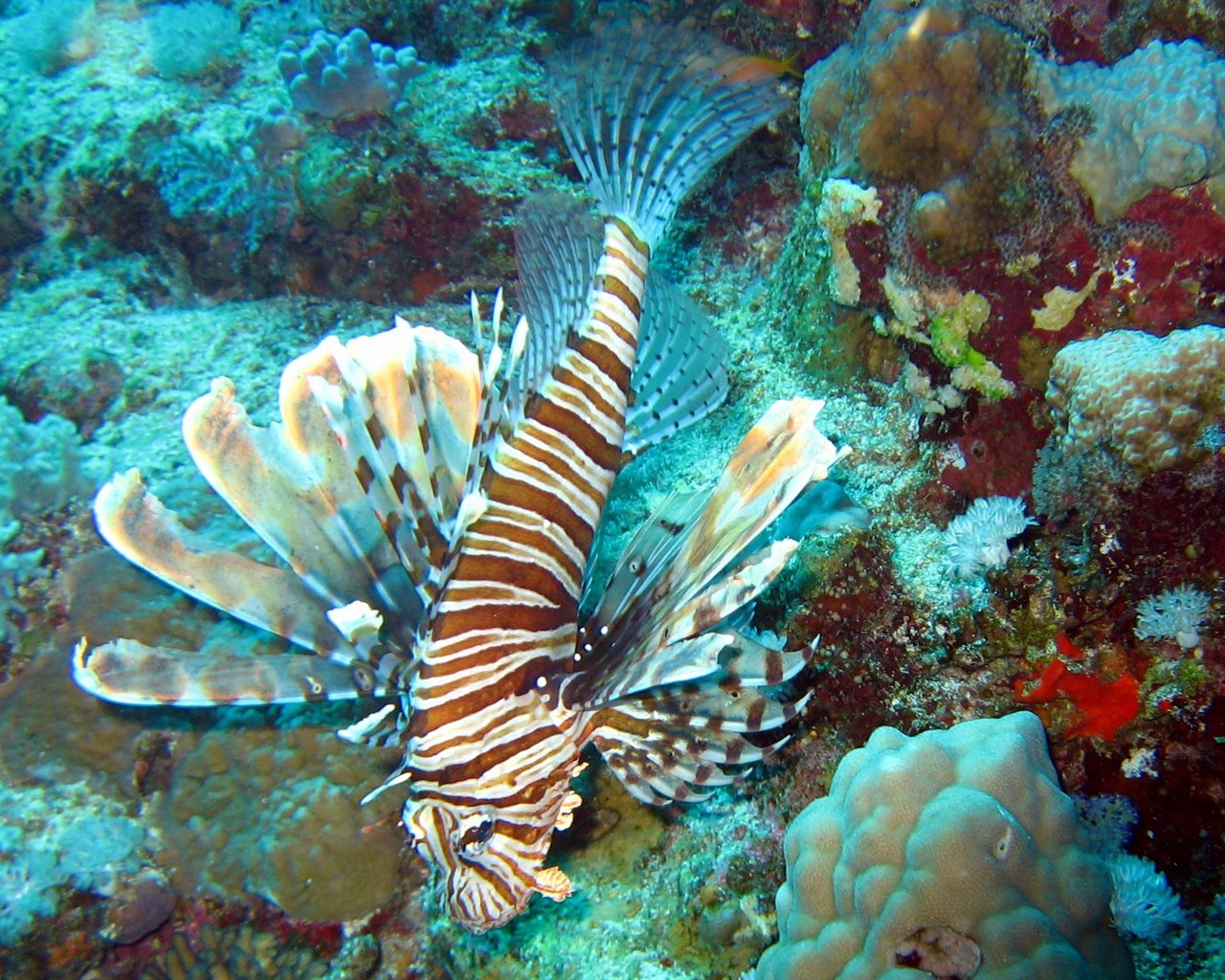 Fun Underwater World (4) #4 - 1280x1024