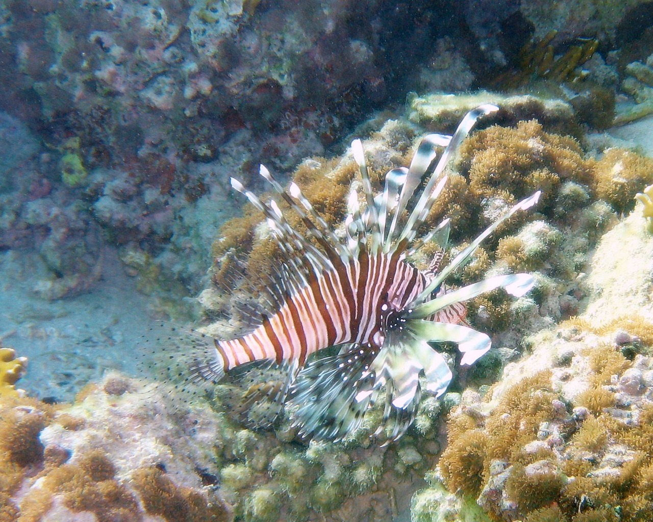 Fun Underwater World (4) #17 - 1280x1024