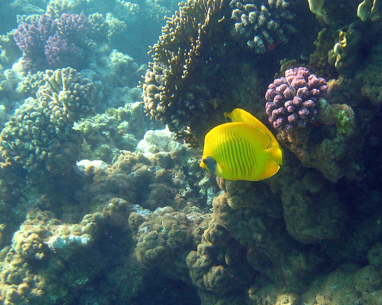 繽紛海底世界(四) #25 - 1280x1024
