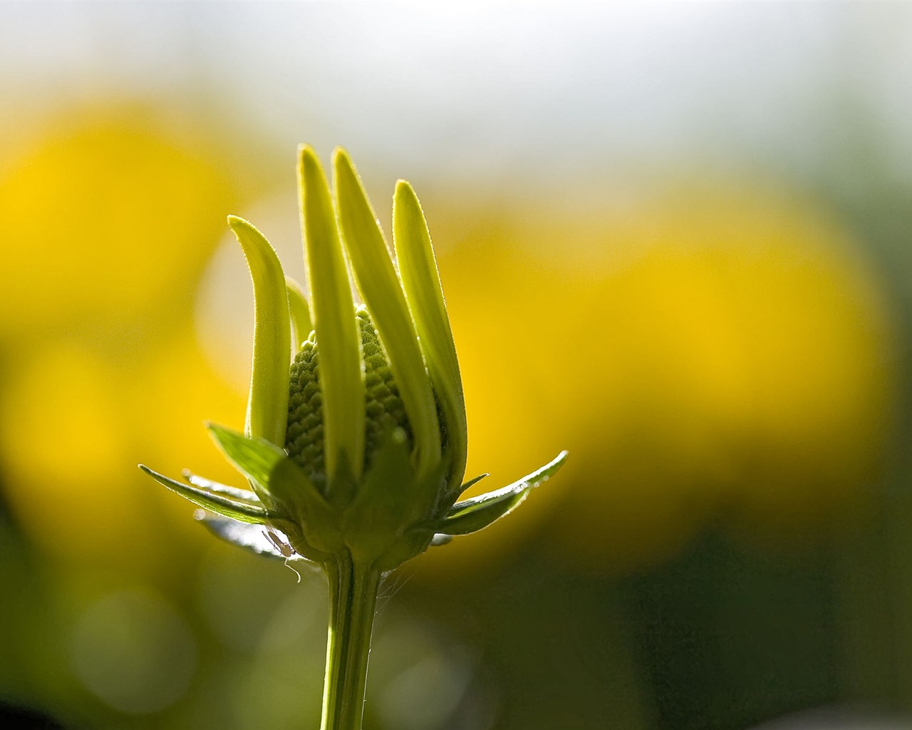 Widescreen wallpaper flowers close-up (23) #2 - 1280x1024