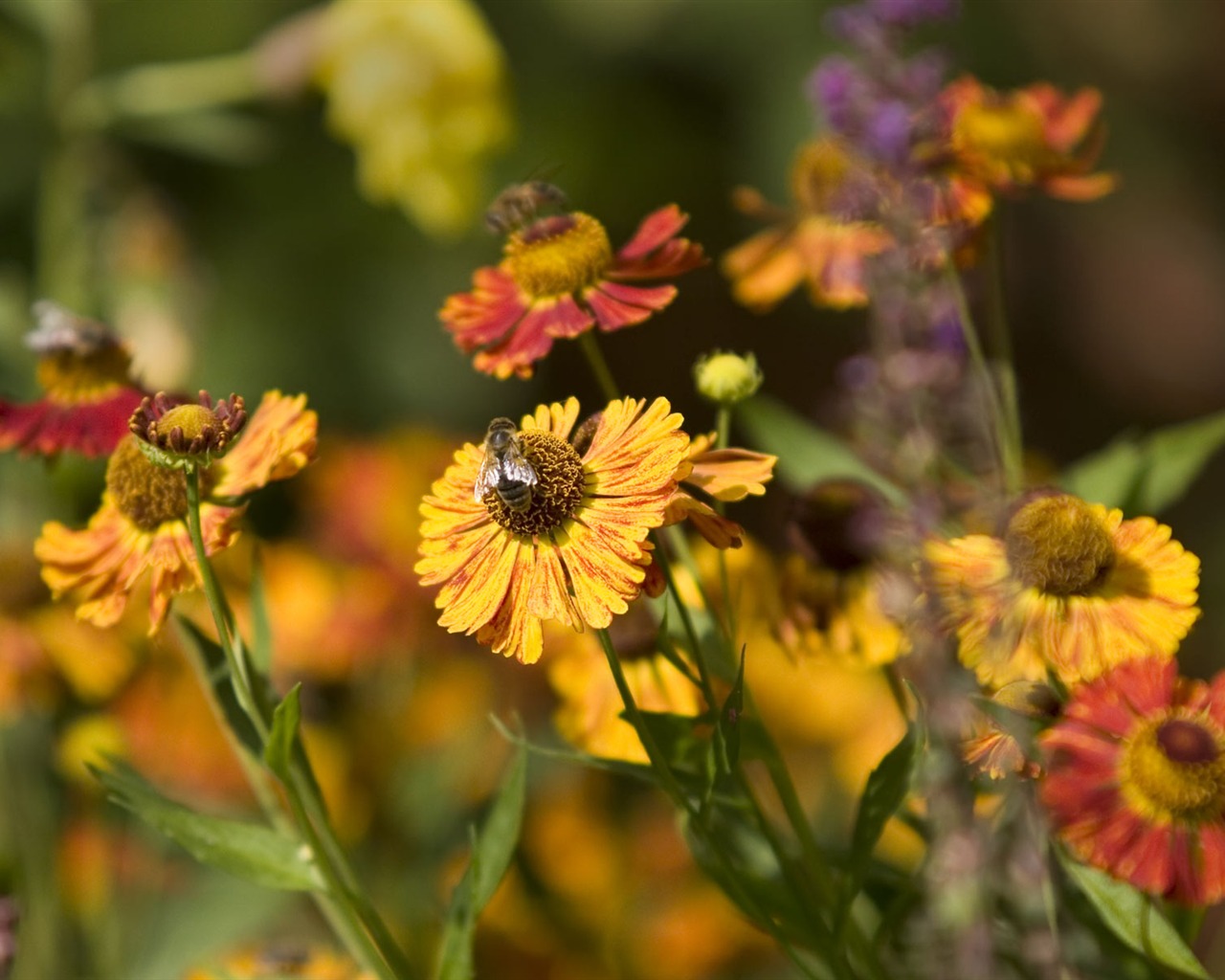 Widescreen-Wallpaper Blumen close-up (23) #6 - 1280x1024