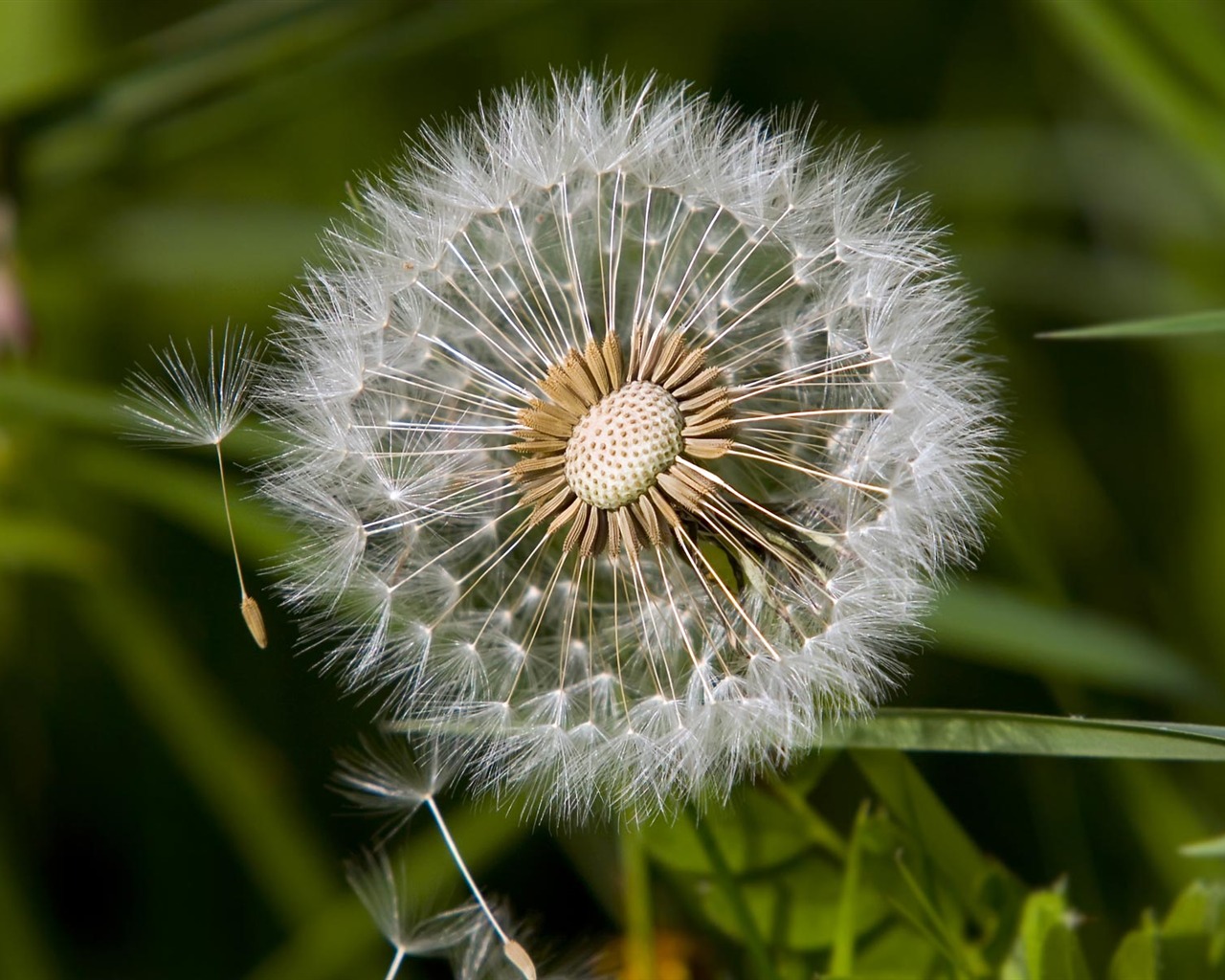 Widescreen wallpaper flowers close-up (23) #7 - 1280x1024