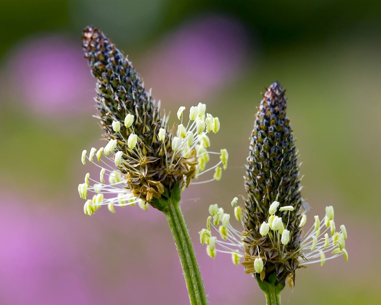 Widescreen wallpaper flowers close-up (23) #10 - 1280x1024