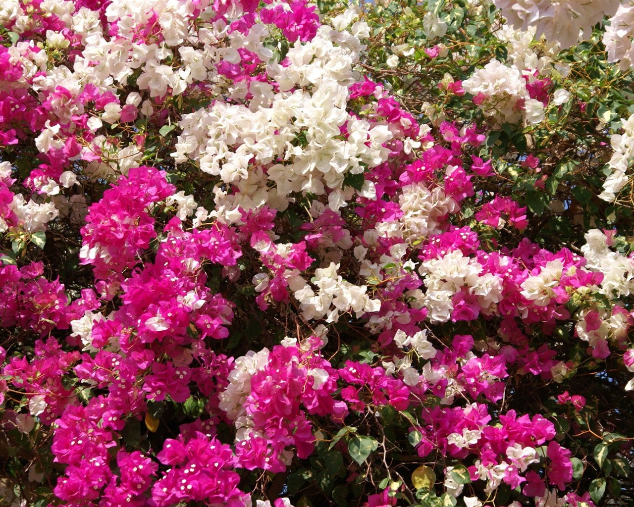 fleurs fond d'écran Widescreen close-up (24) #5 - 1280x1024