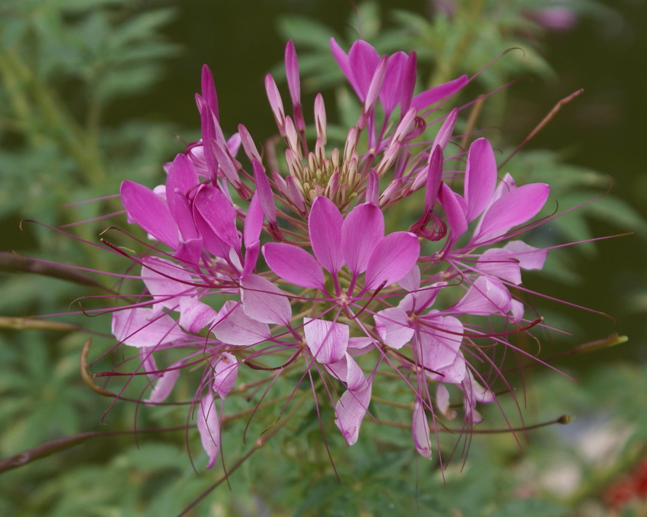 Widescreen wallpaper flowers close-up (26) #7 - 1280x1024