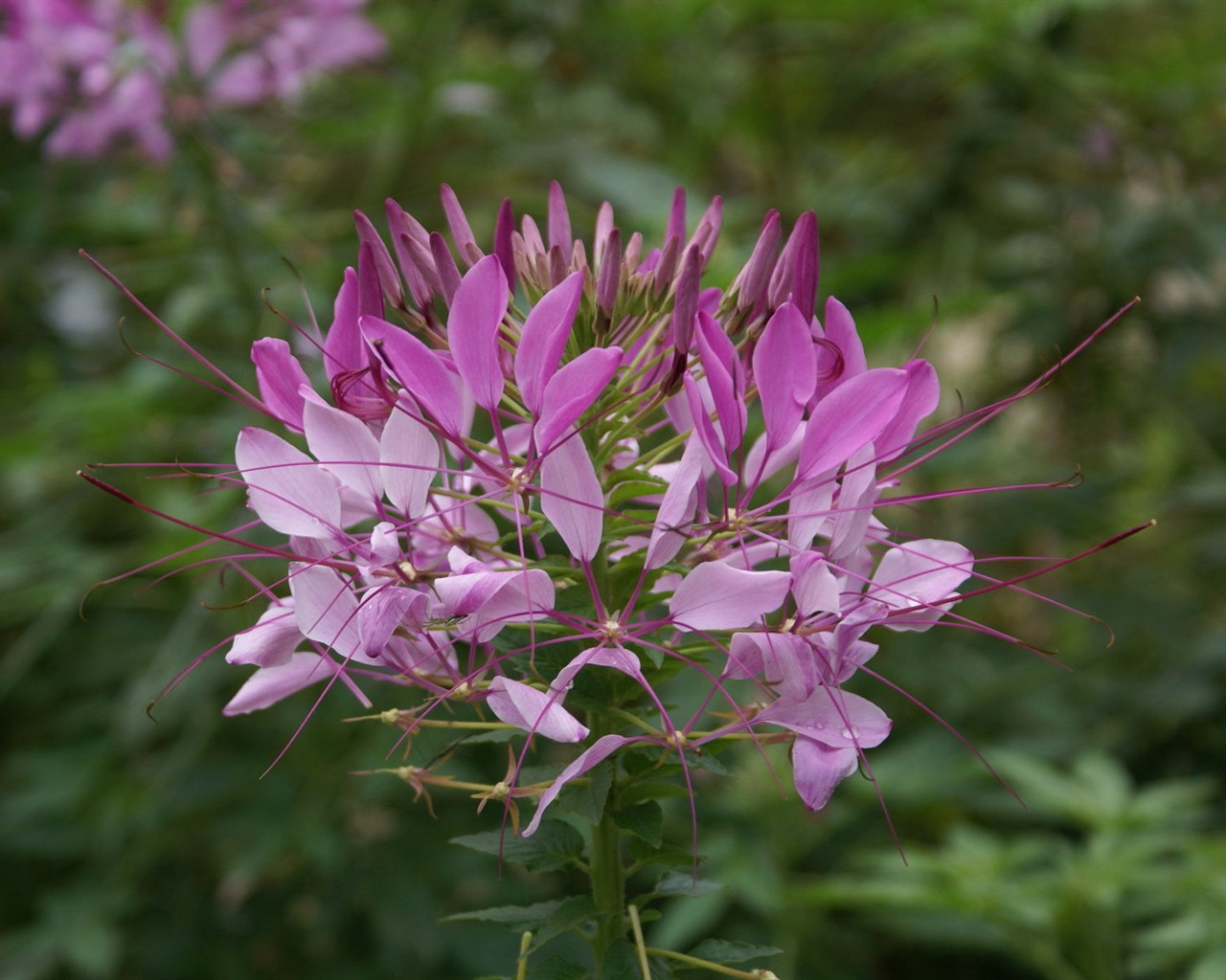 Widescreen wallpaper flowers close-up (26) #14 - 1280x1024