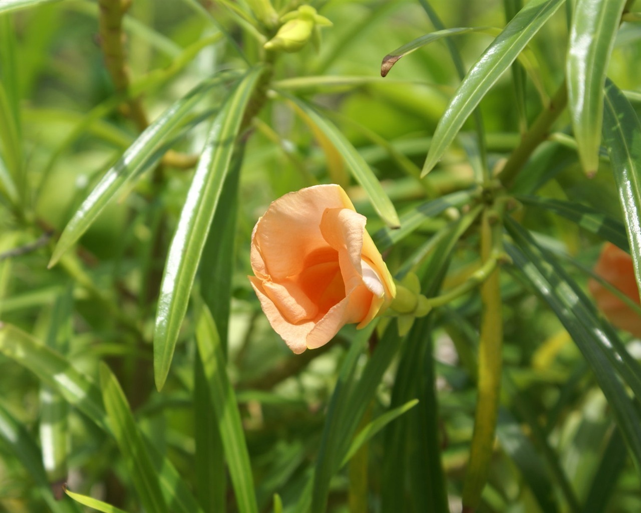 ワイドスクリーンの壁紙の花に近い(26)を開く #19 - 1280x1024