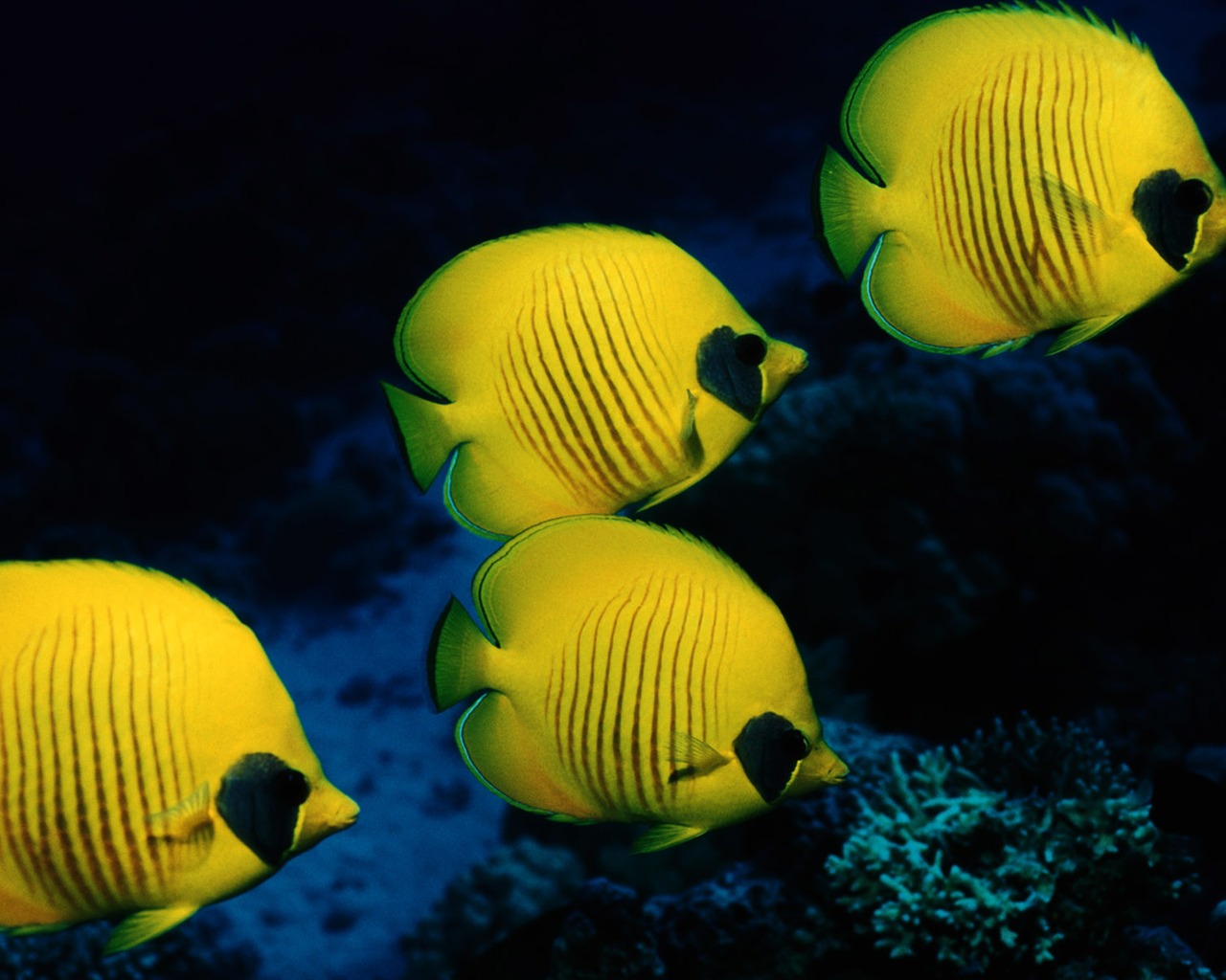 Zábava Underwater World (5) #4 - 1280x1024