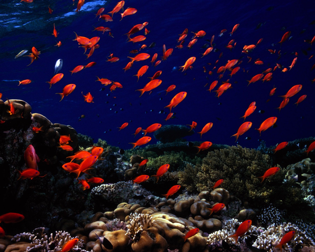 Fun Underwater World (5) #11 - 1280x1024