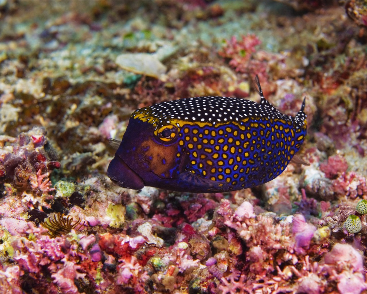 Zábava Underwater World (5) #16 - 1280x1024
