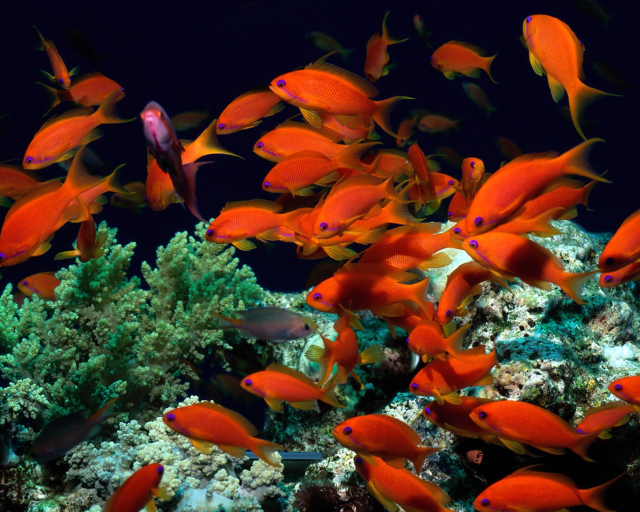 Fun Underwater World (5) #18 - 1280x1024