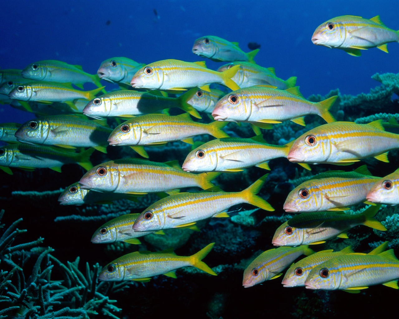 Fun Underwater World (6) #1 - 1280x1024