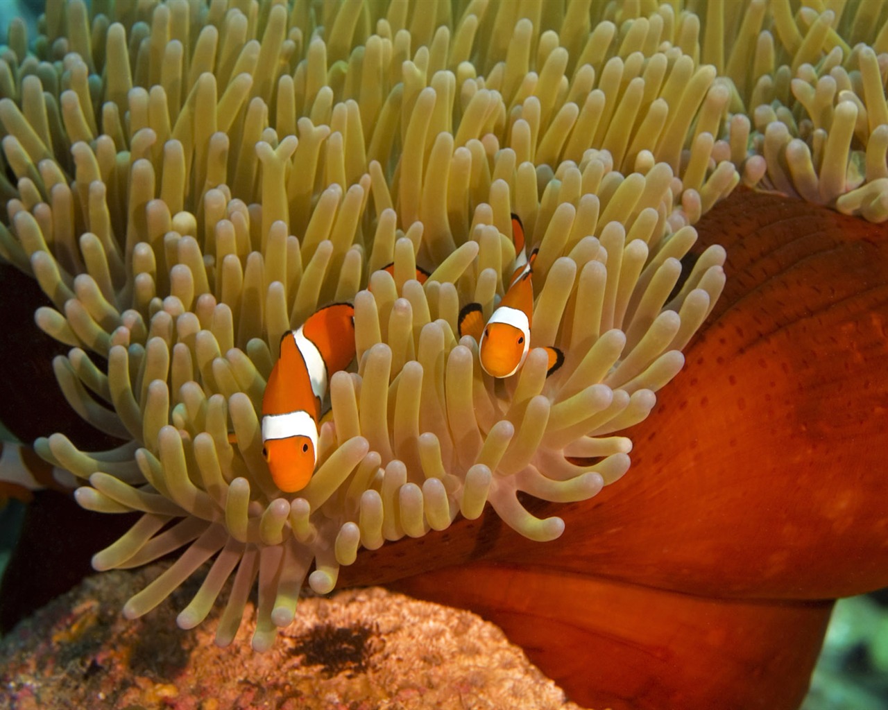 Zábava Underwater World (6) #4 - 1280x1024