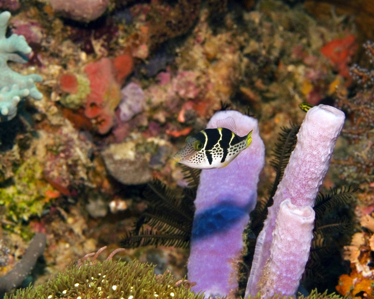 Fun Underwater World (6) #6 - 1280x1024