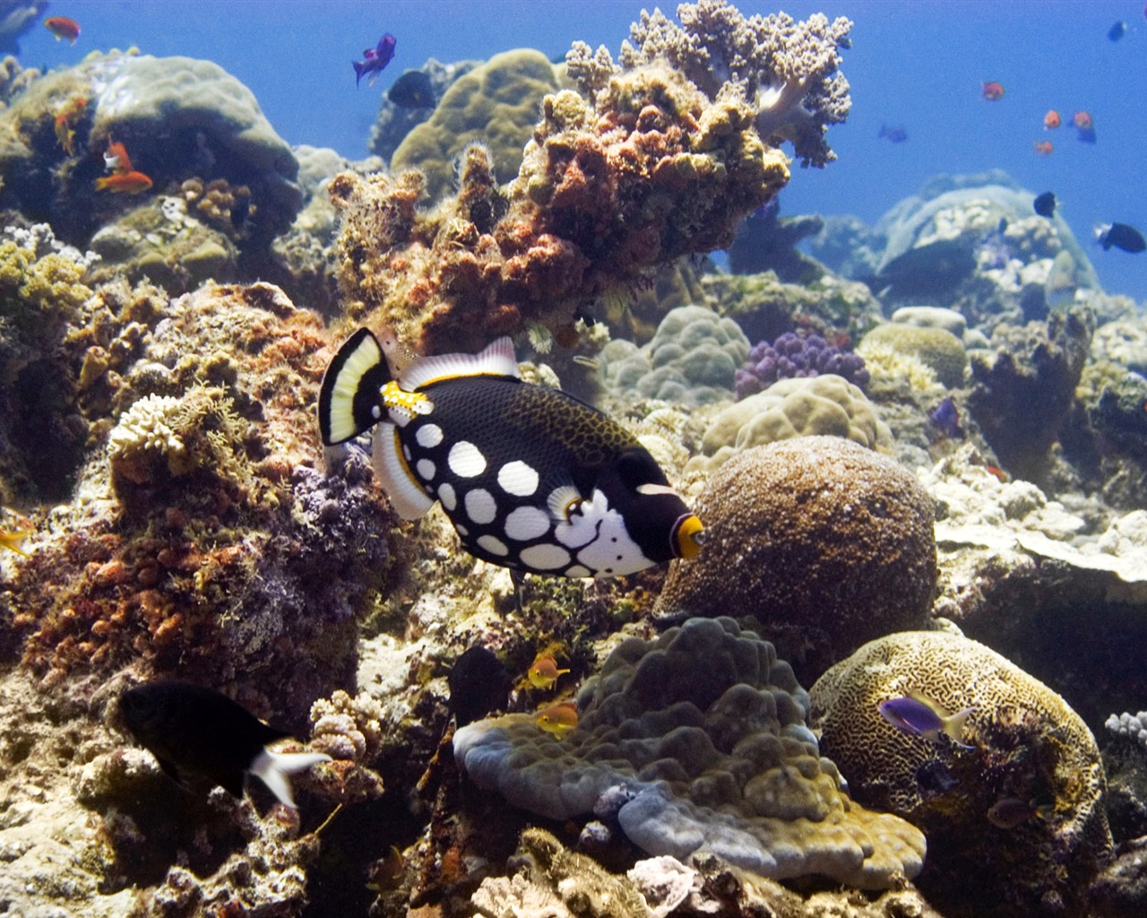Zábava Underwater World (6) #7 - 1280x1024