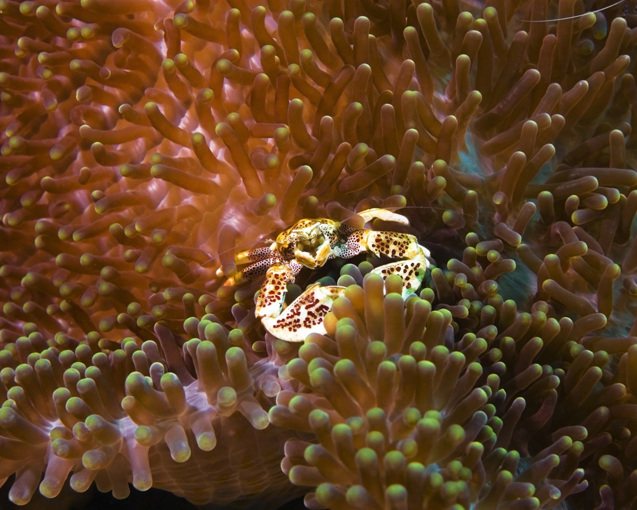 Zábava Underwater World (6) #8 - 1280x1024