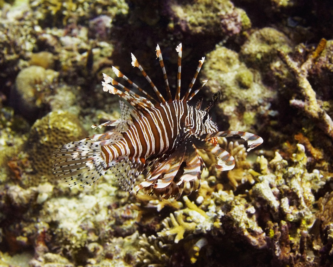 Zábava Underwater World (6) #9 - 1280x1024