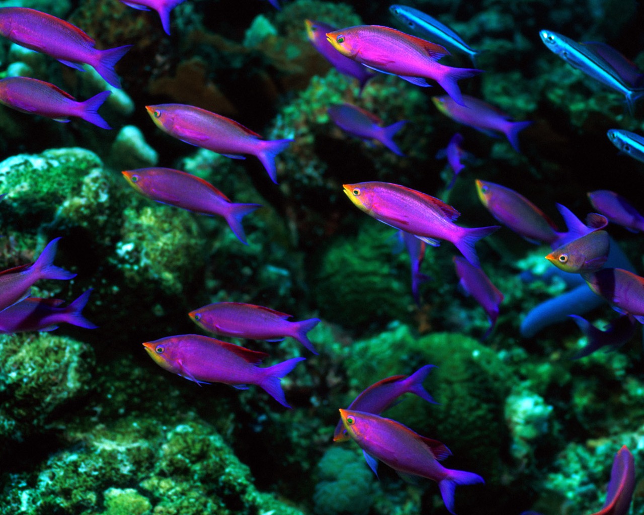 Zábava Underwater World (6) #11 - 1280x1024