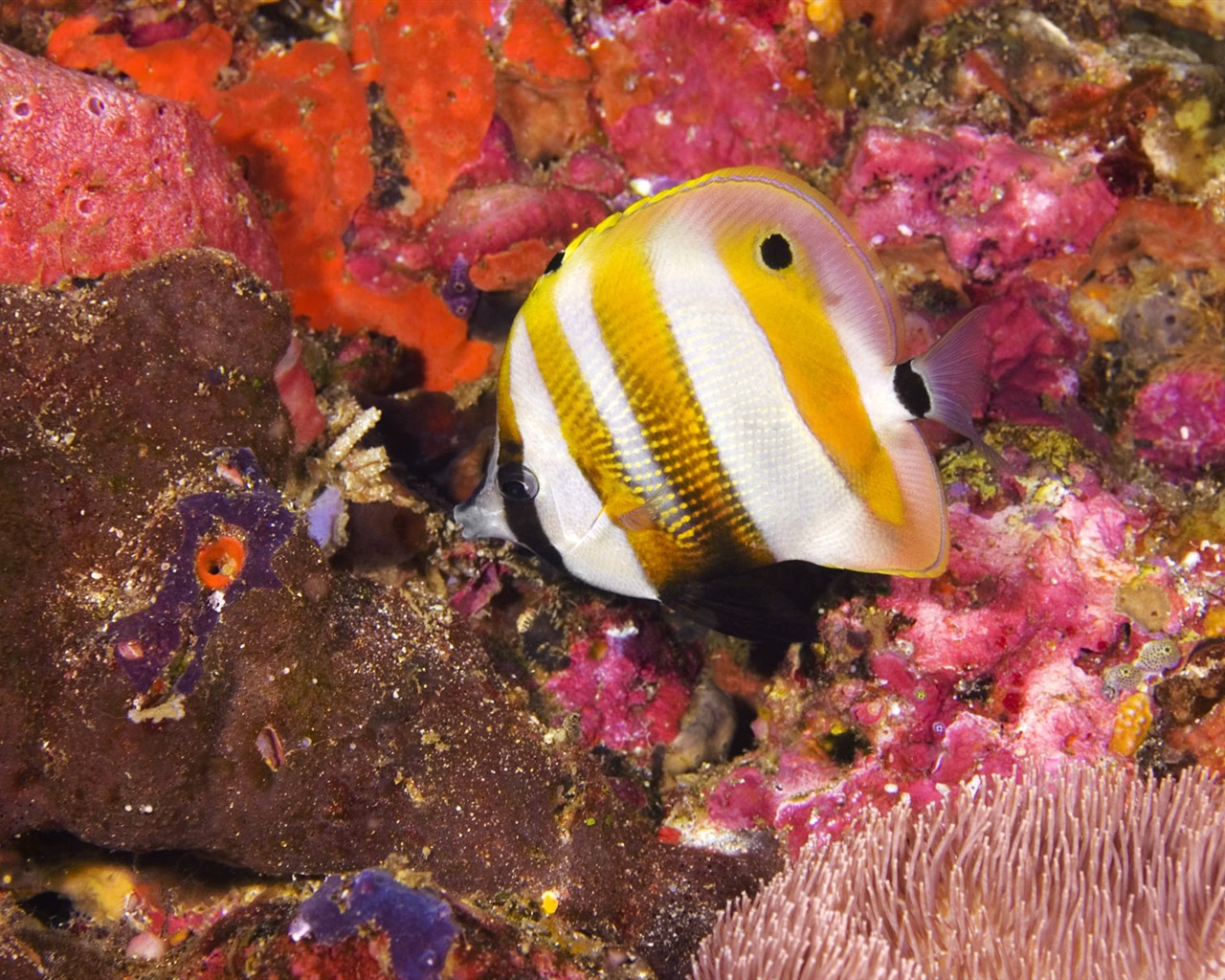 Zábava Underwater World (6) #14 - 1280x1024