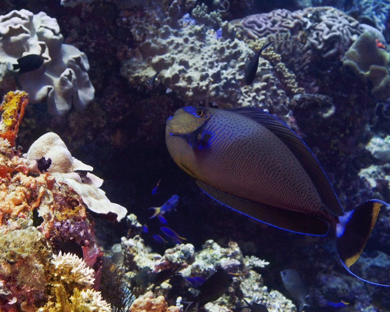 Zábava Underwater World (6) #16 - 1280x1024