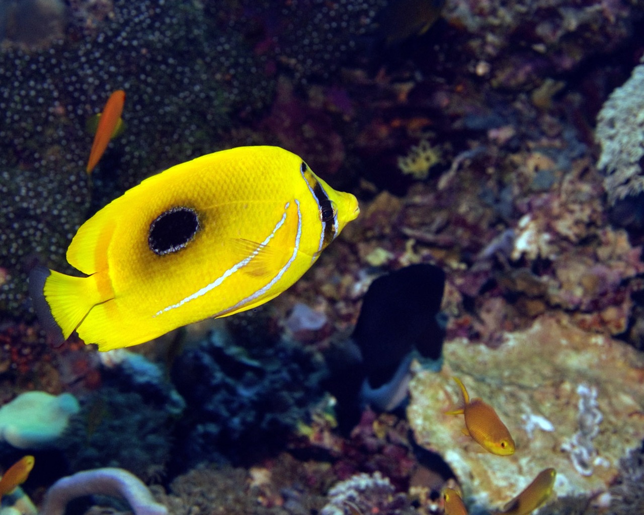 Zábava Underwater World (6) #19 - 1280x1024