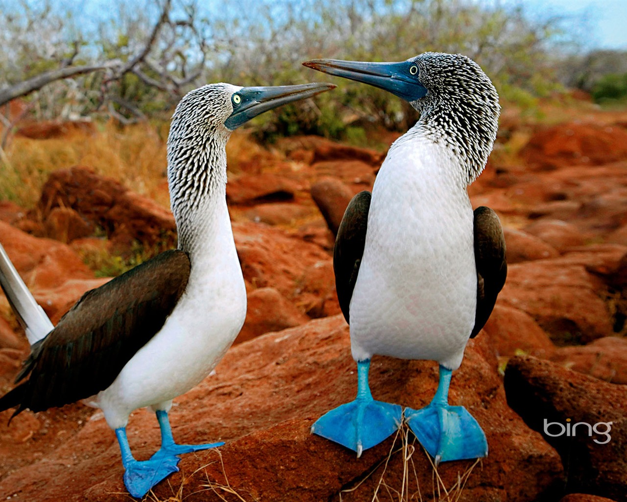 bing theme wallpaper (2) #7 - 1280x1024