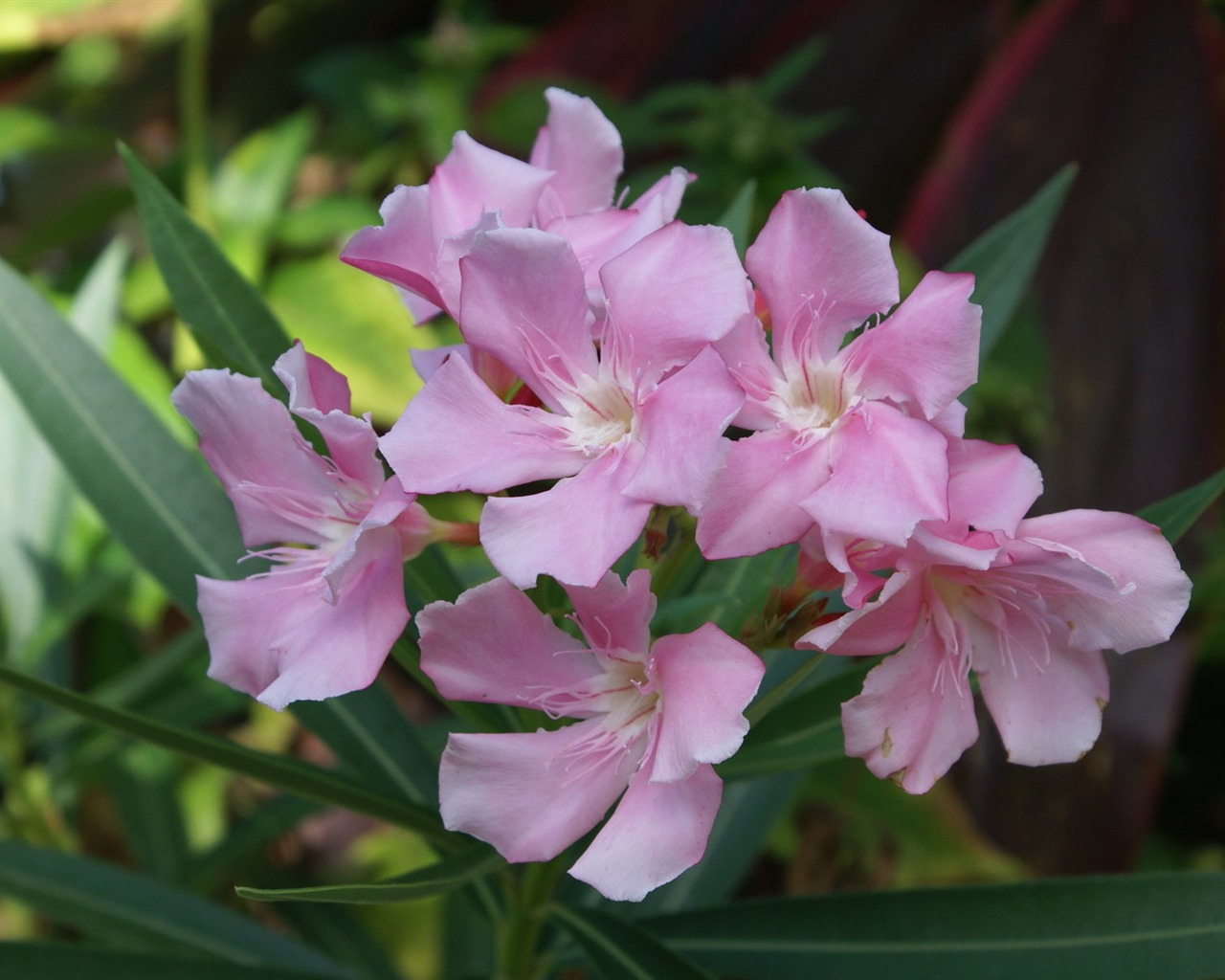 宽屏鲜花特写 壁纸(27)3 - 1280x1024