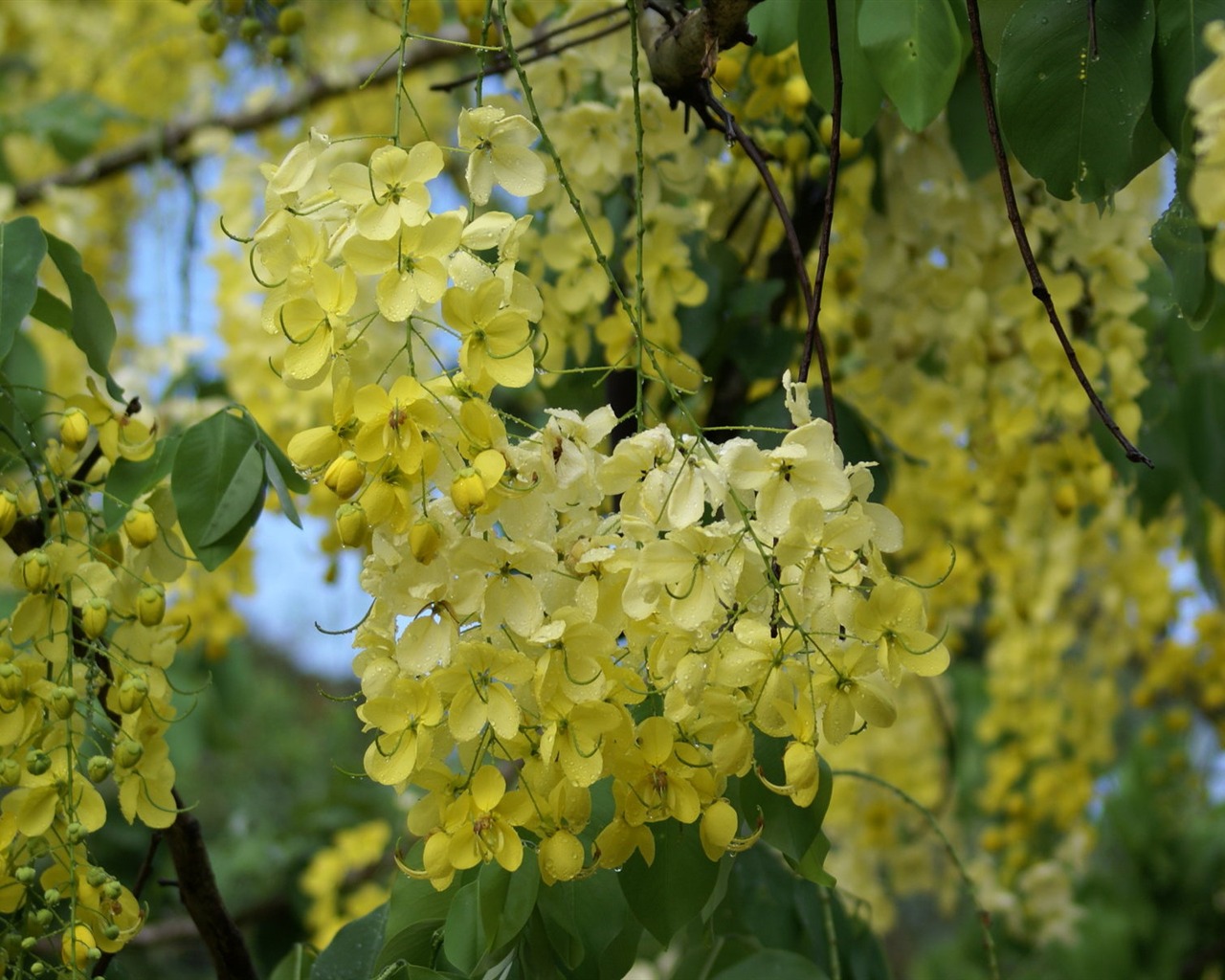 Widescreen wallpaper flowers close-up (27) #10 - 1280x1024