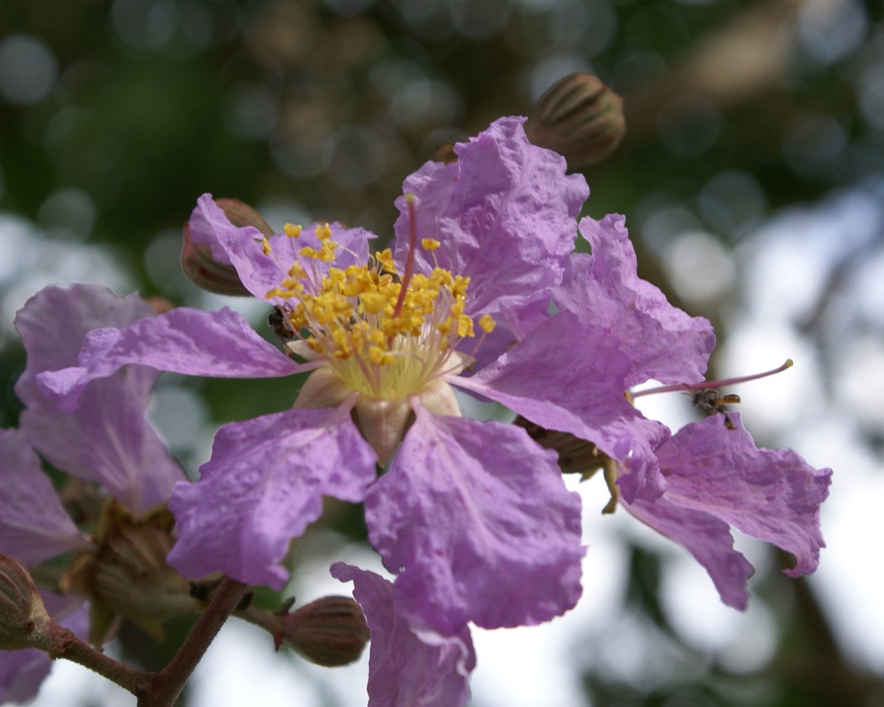 Widescreen wallpaper flowers close-up (27) #19 - 1280x1024