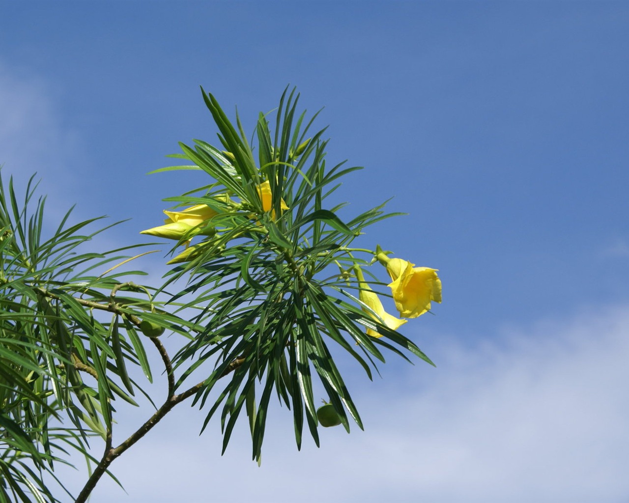 Widescreen wallpaper flowers close-up (28) #12 - 1280x1024