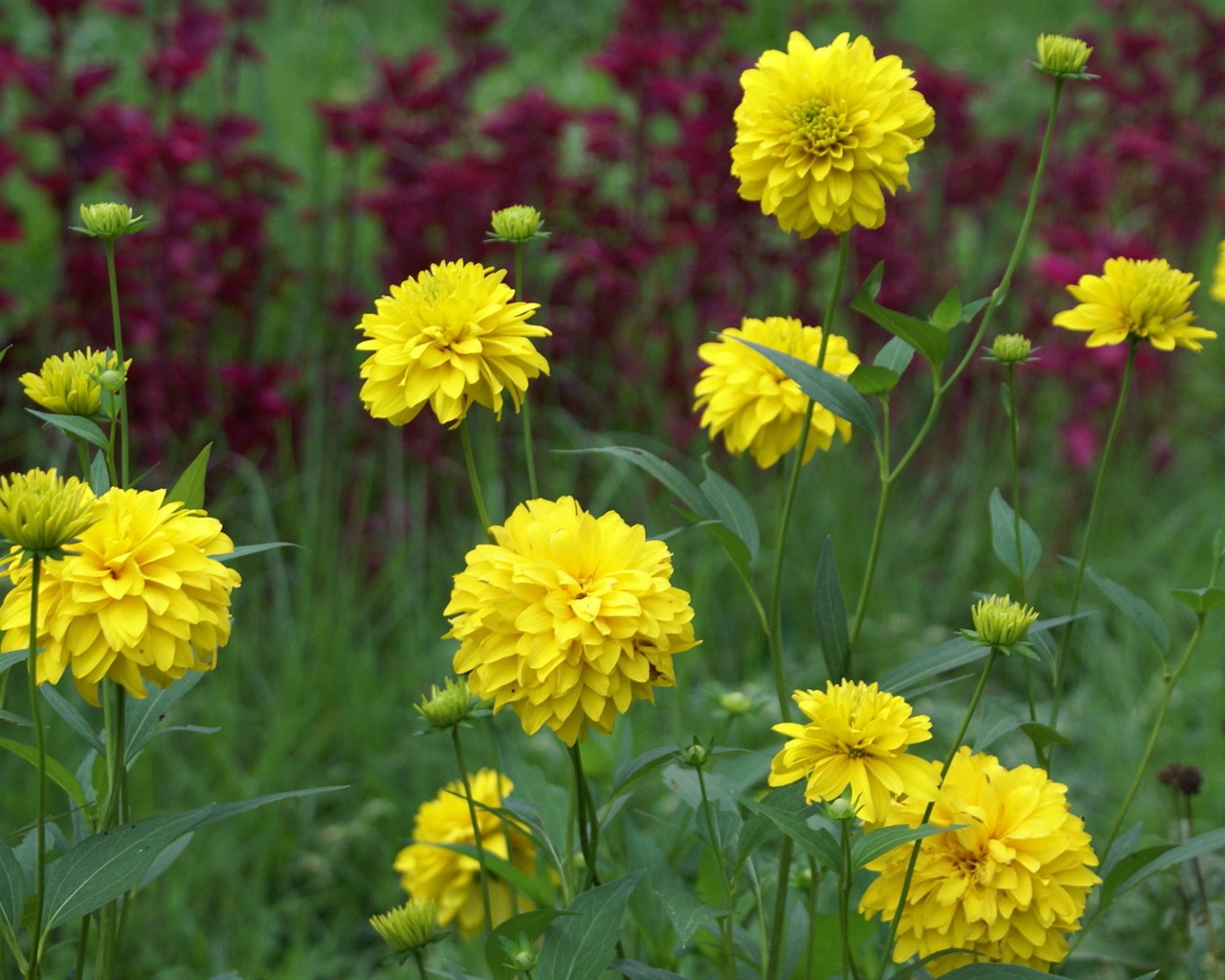 Widescreen wallpaper flowers close-up (29) #1 - 1280x1024