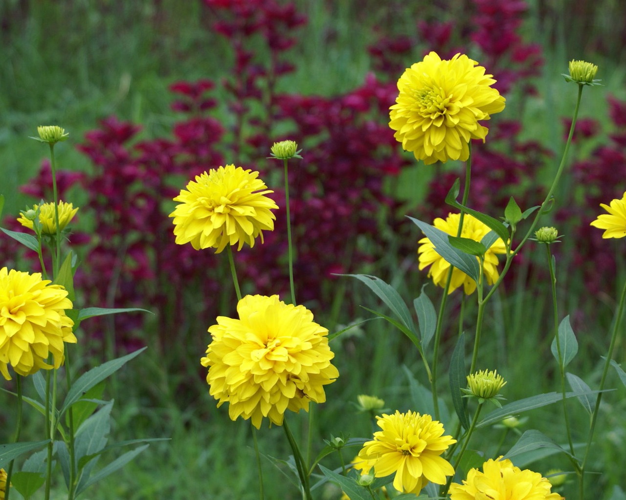 Widescreen wallpaper flowers close-up (29) #2 - 1280x1024