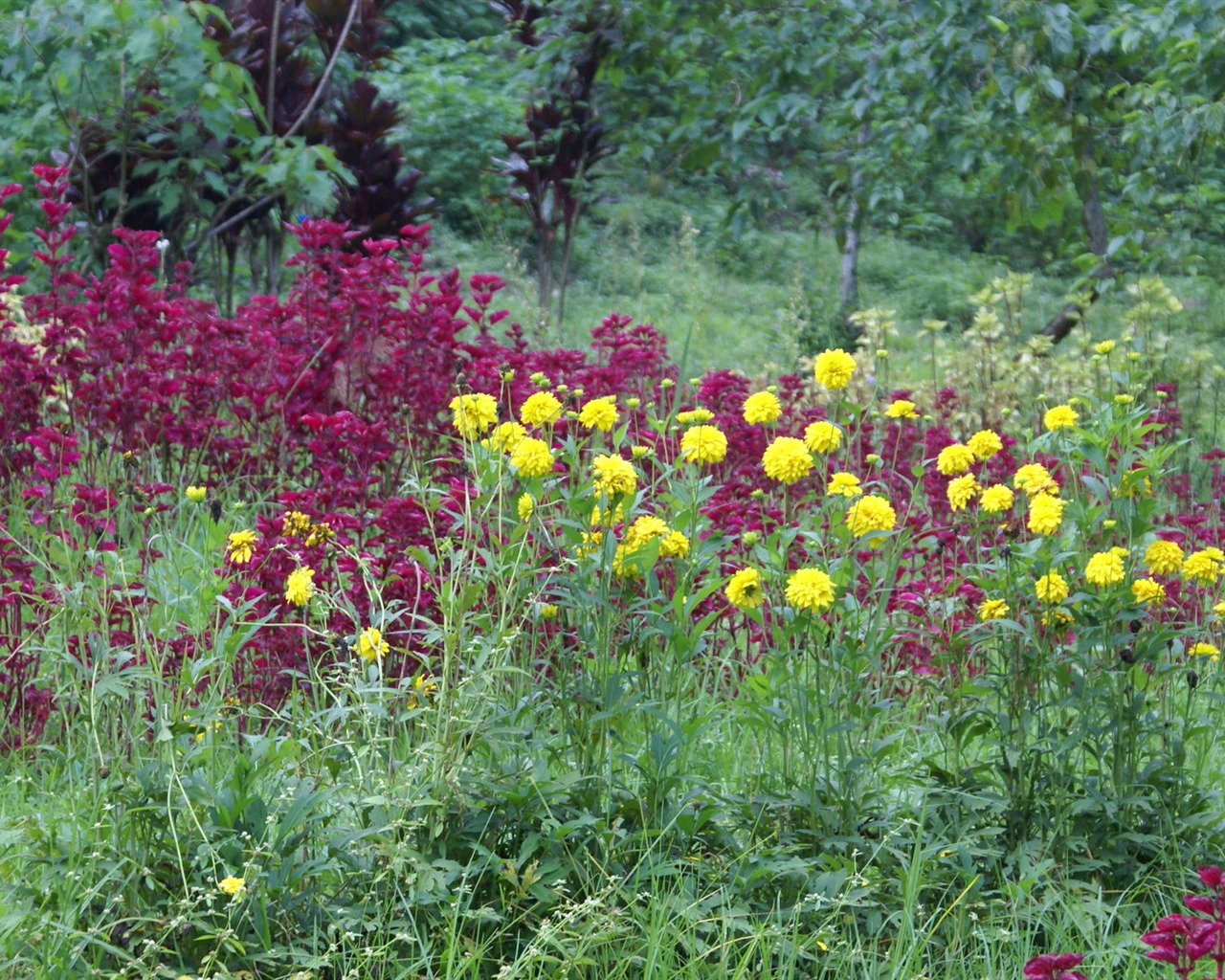 Widescreen wallpaper flowers close-up (29) #3 - 1280x1024