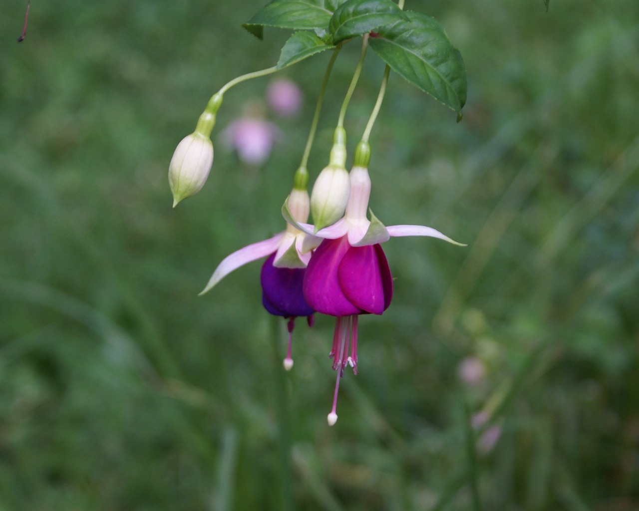 Widescreen wallpaper flowers close-up (29) #5 - 1280x1024