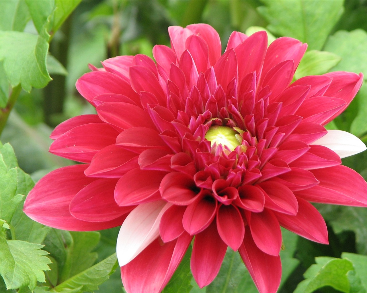 Dahlia flowers HD wallpaper (1) #1 - 1280x1024