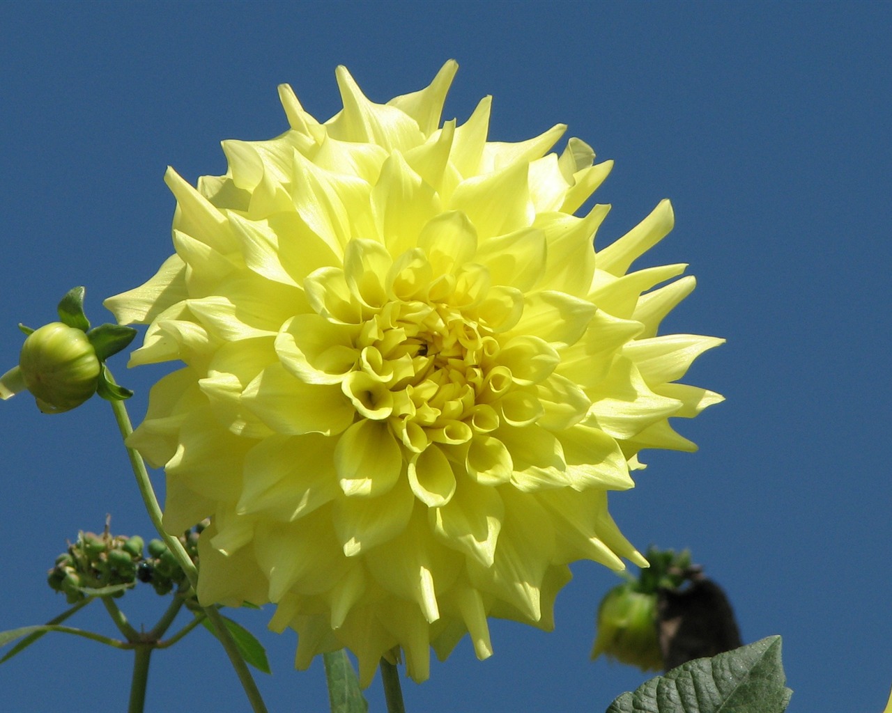 Dahlia flowers HD wallpaper (1) #2 - 1280x1024