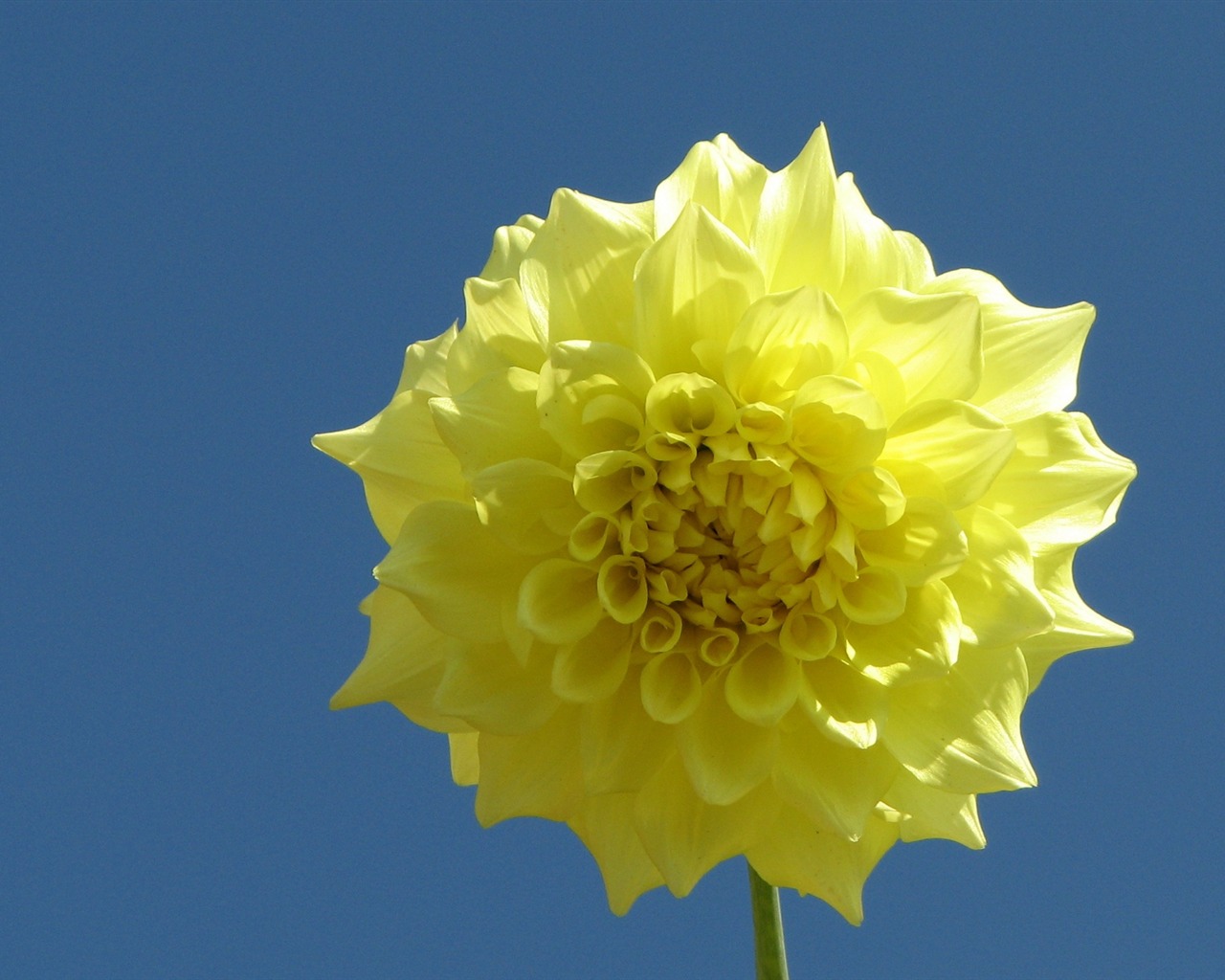 Dahlia květiny HD tapetu (1) #3 - 1280x1024