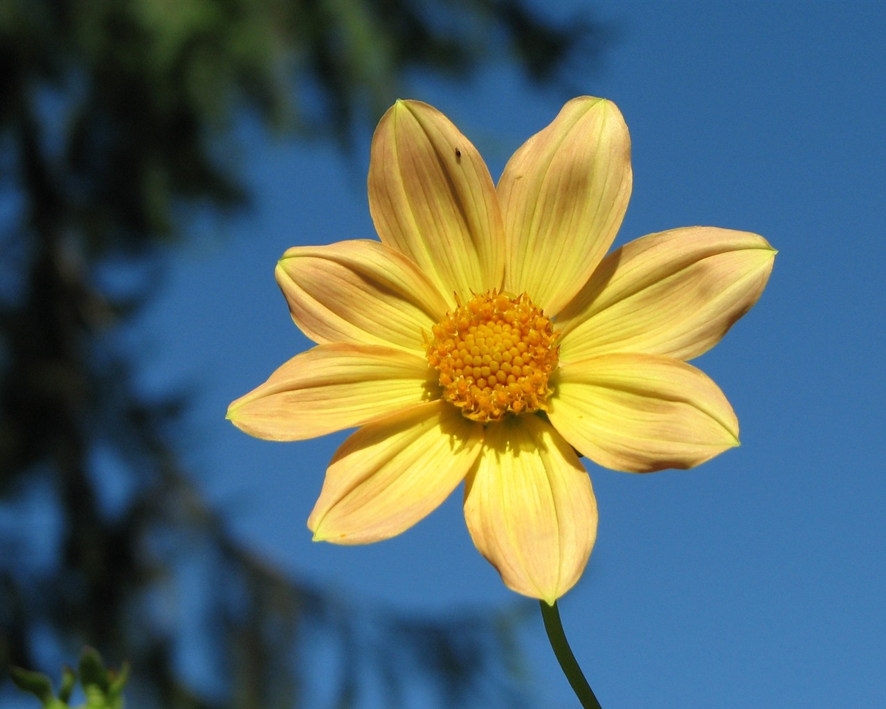 Dahlia květiny HD tapetu (1) #4 - 1280x1024